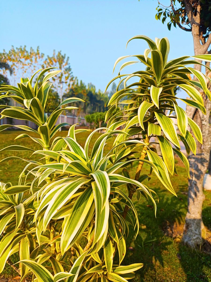 Dracaena Reflexa, is poted in land