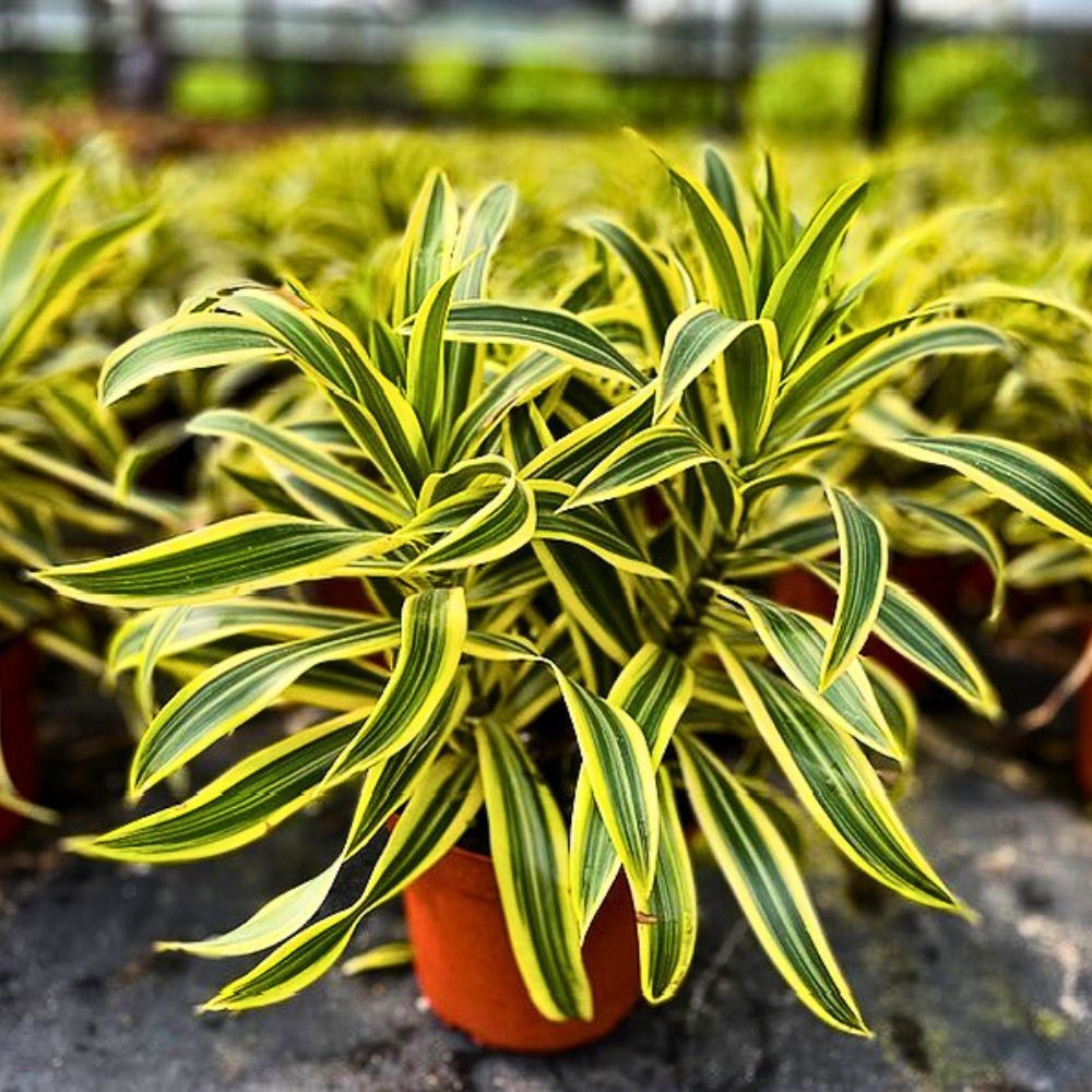 Dracaena Reflexa plant with vibrant green-yellow leaves.