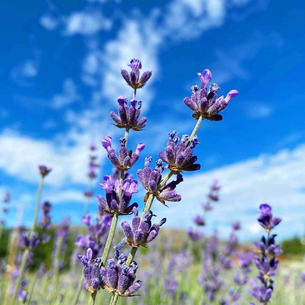 Lavender flowers Lavender flowers against a bright blue sky.