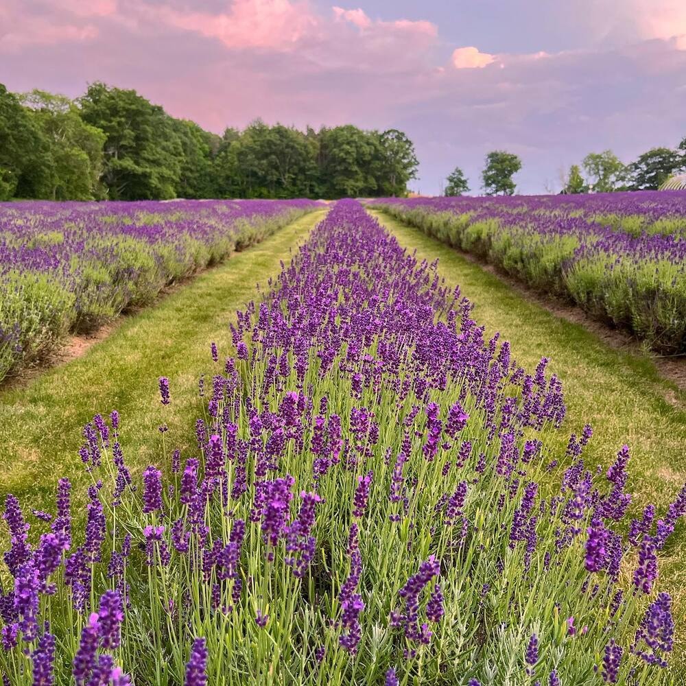 Lavender field with a sunset sky Lavender field with a sunset sky in the background.