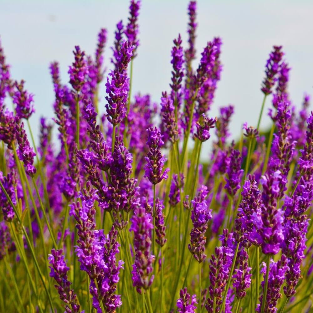 vibrant lavender field A vibrant lavender field in full bloom.