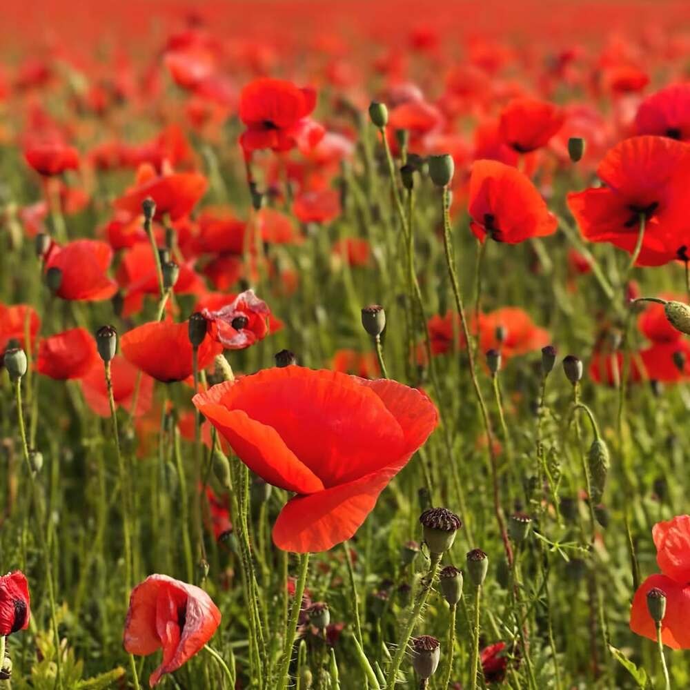 Field of red poppies in full bloom.