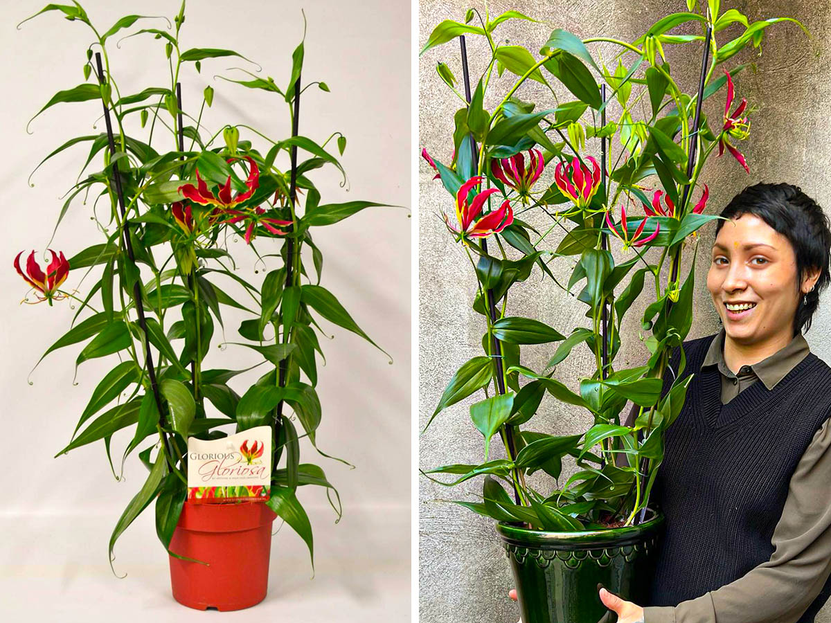 Glorious Gloriosa novelty Gloriosa Plant