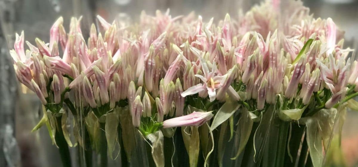 Nerine Bowdenii Berenice - Cut Flowers - on Thursd for Peter's weekly Menu