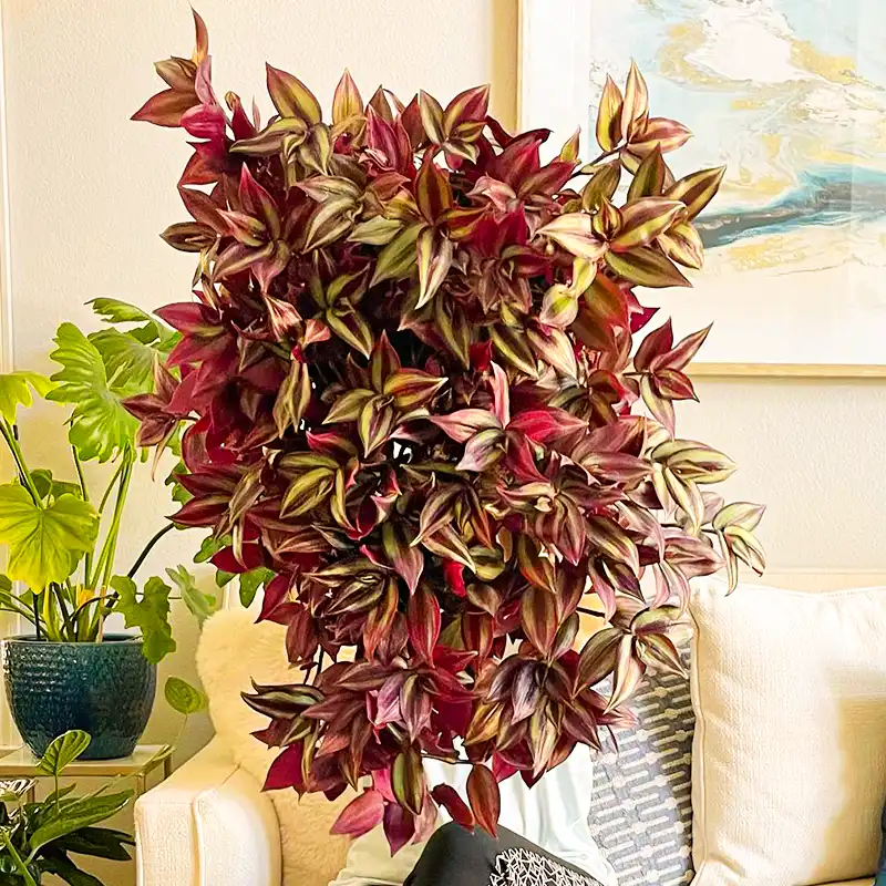 Wandering Jew