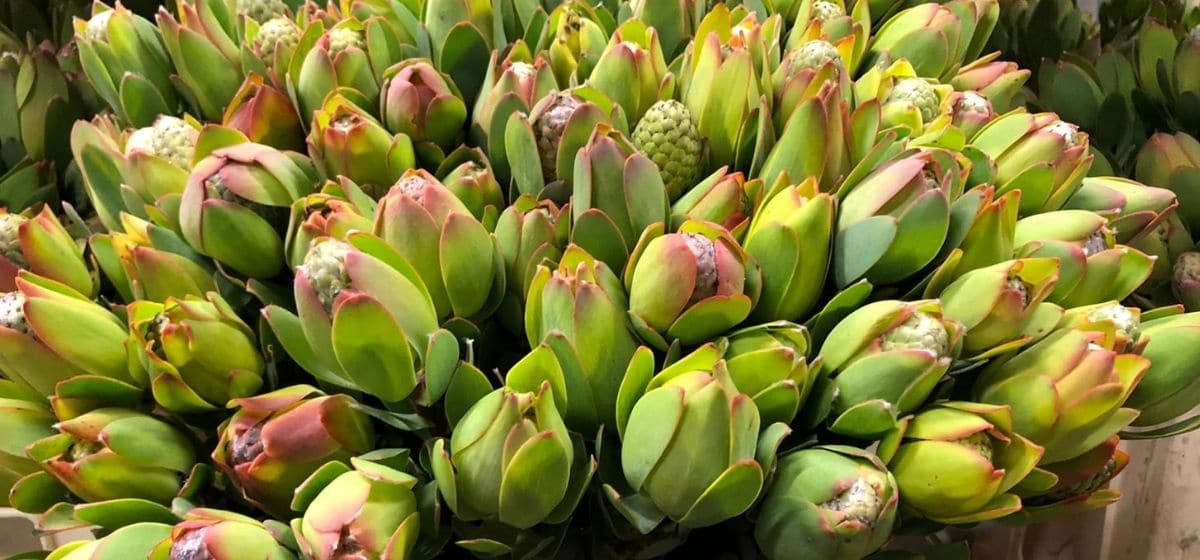 Leucadendron Discolor - Cut Flowers - on Thursd for Peter's weekly Menu