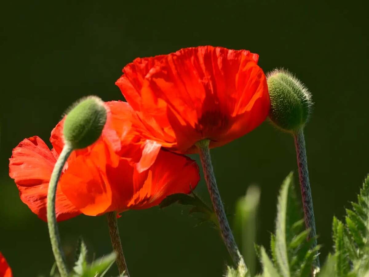 Close-up of bright red poppy flowers with green buds against a dark green background