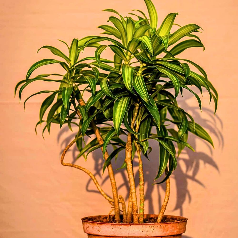 Dracaena Reflexa plant with lush green striped leaves.