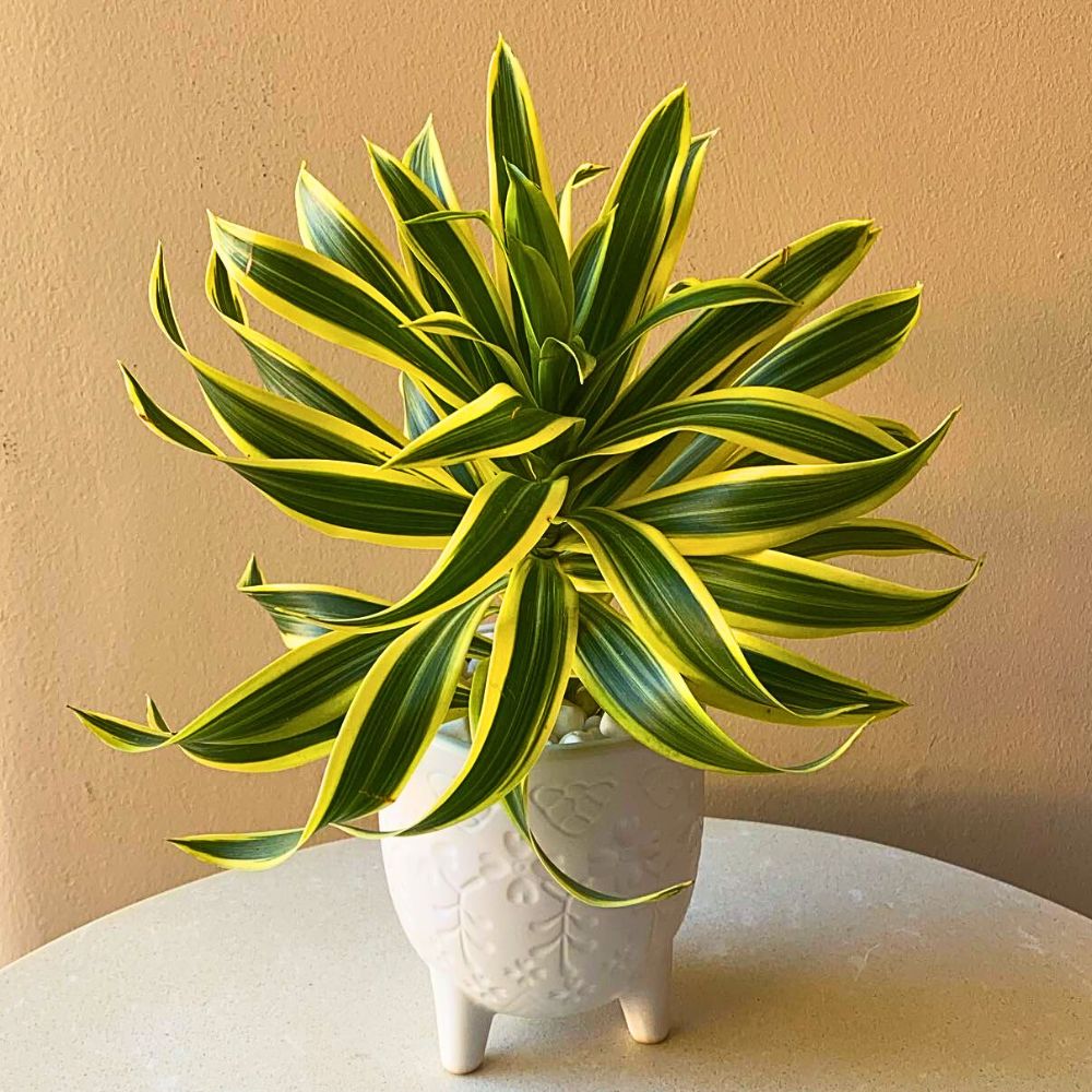 A small white pot of Dracaena Reflexa