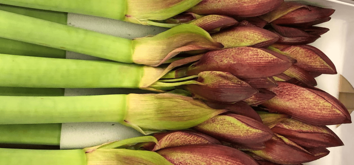 Hippeastrum Daphne - Cut Flowers - on Thursd for Peter's weekly Menu