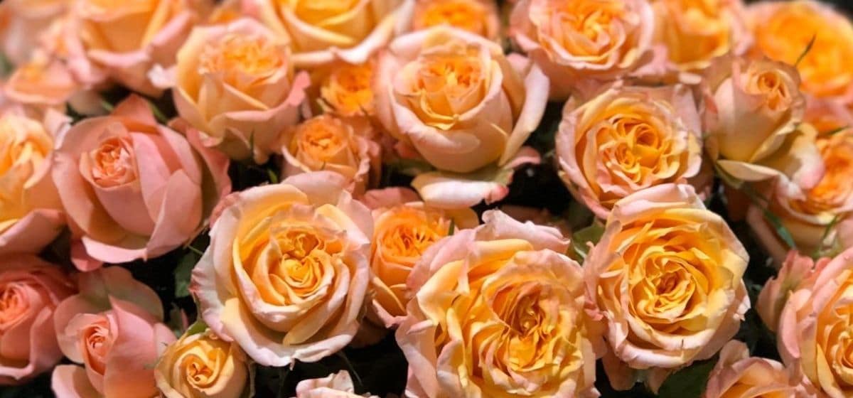 Rosa Star Peach - Cut Flowers - on Thursd for Peter's weekly Menu