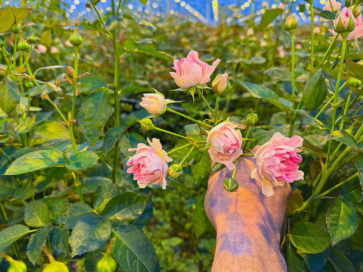 Voorn Spray Rose Hashtag Love It in greenhouse