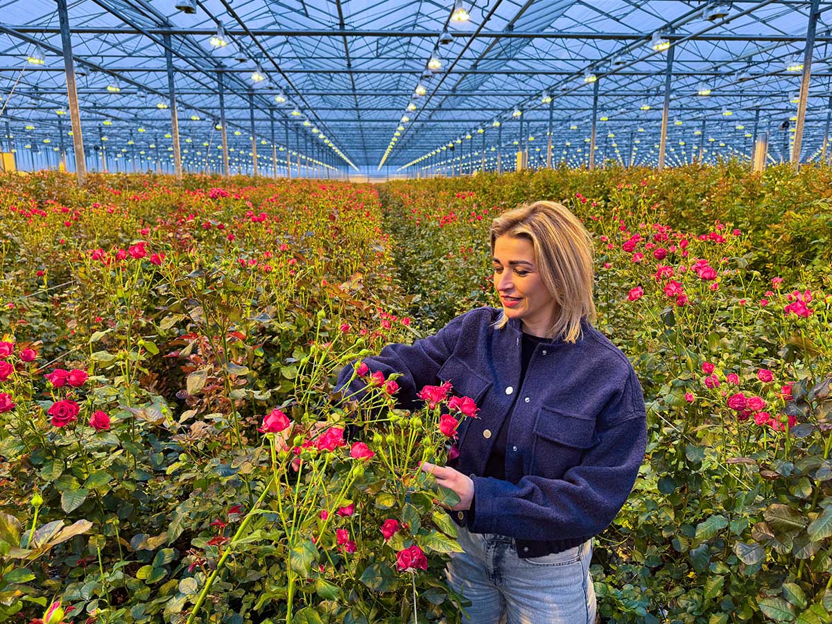 Jozina Voorn dark pink spray roses in greenhouse