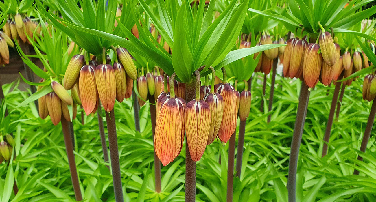 Fritillaria Orange Beauty cut flower on Thursd header