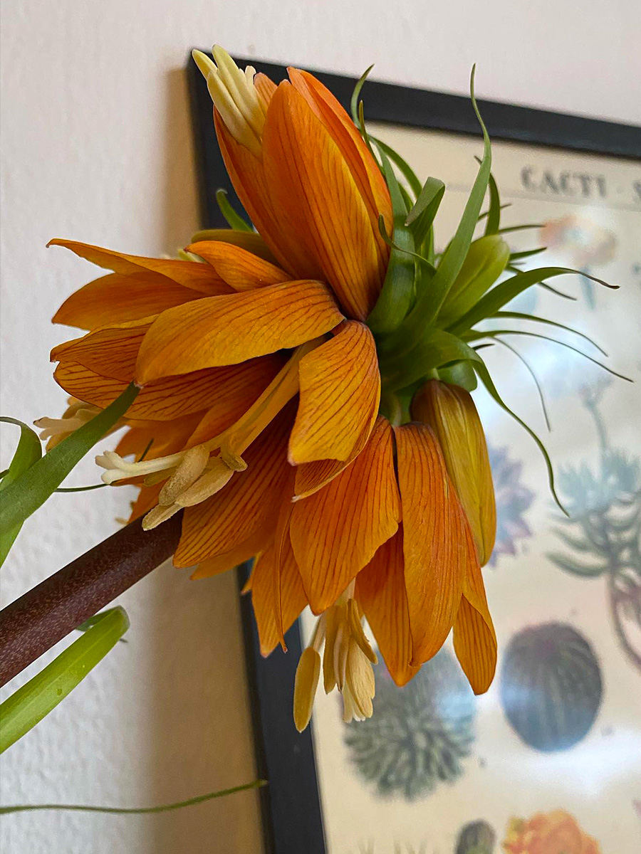 Fritillaria Imperialis Orange Sweet by eleniya