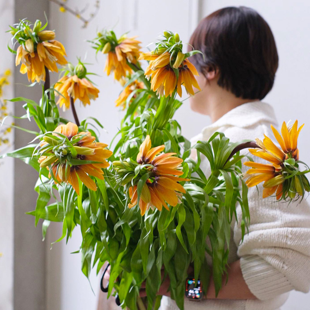 Fritillaria Imperialis design by fromsunmi