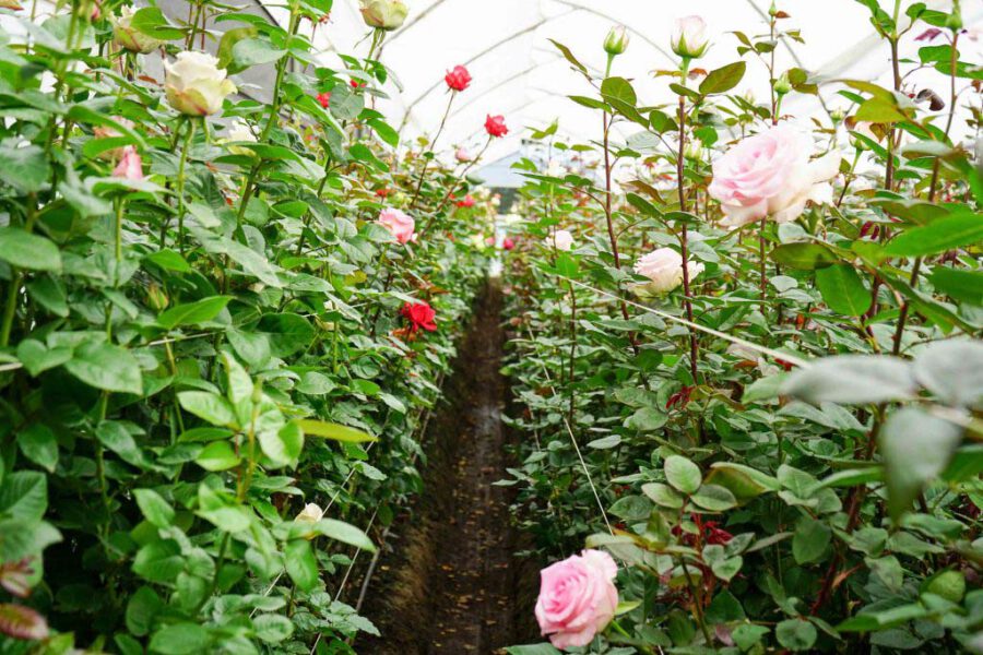 Hot Pink Rose - Virgin Farms -Hot Pink Roses Varieties