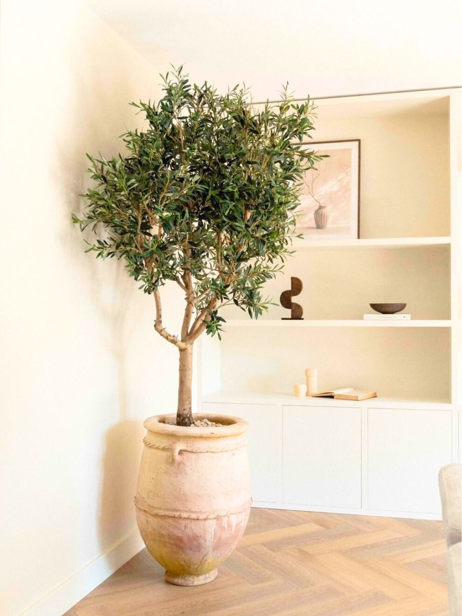 Olive tree for a Japandi interior