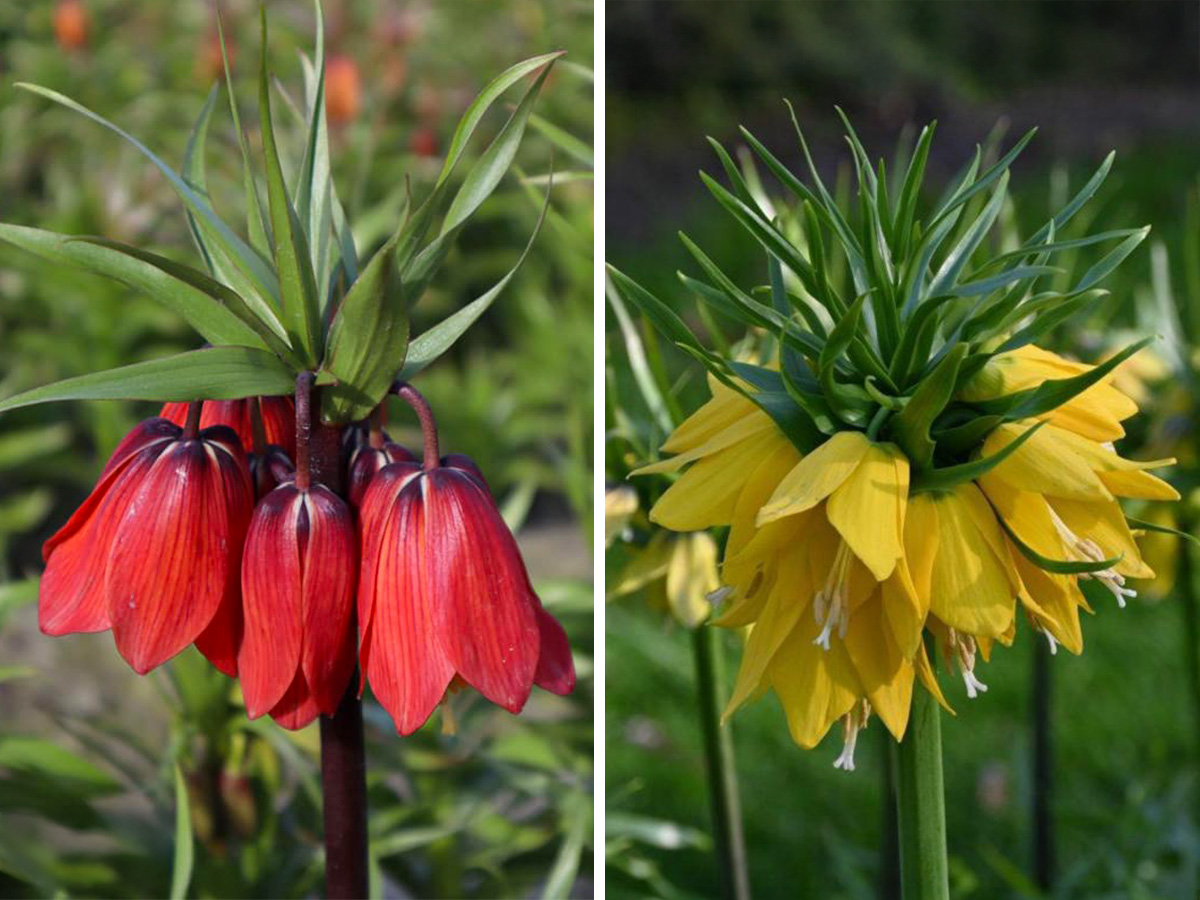 Fritillaria Red and Yellow Beauty