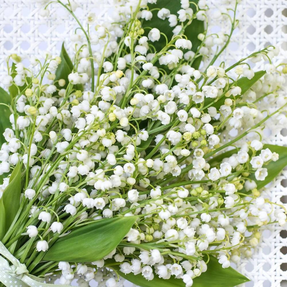 Fresh Lily of the Valley Bouquet A bouquet of white Lily of the Valley flowers with green leaves, tied with a ribbon, placed on a decorative white surface.