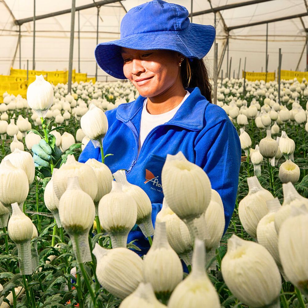 Sustainable Water Use in the Floriculture Industry