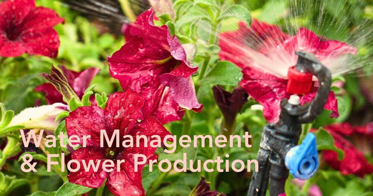 Sustainable Water Use in the Floriculture Industry