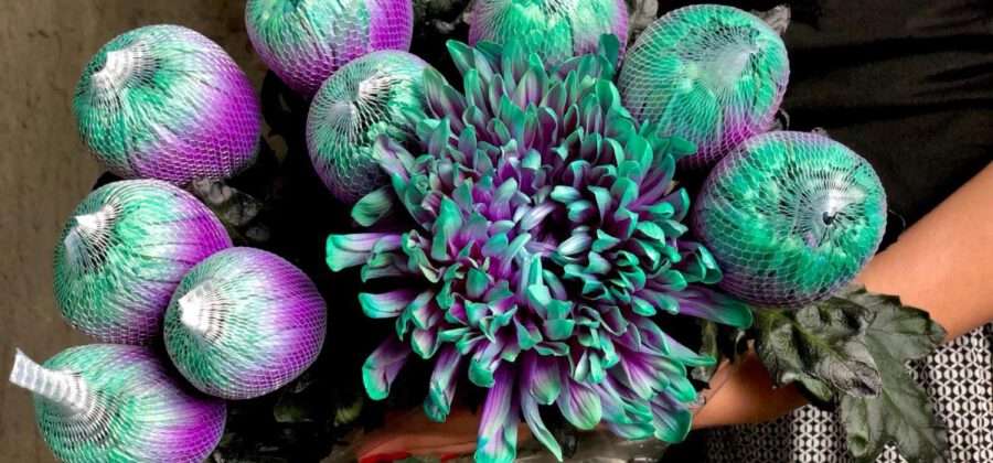 Enhanced flowers - Antonov Chrysanthemum - Alina Neacsa - on Thursd