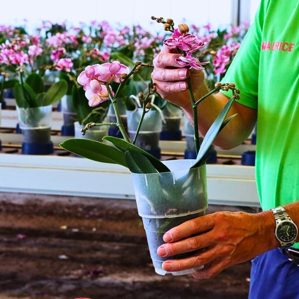 Organized by Greenhouse Sustainability, the Inaugural Tuinbouw Footprint Event 2025 (Horticultural Footprint Event) Is Coming Up, Pioneering Footprinting in Floriculture