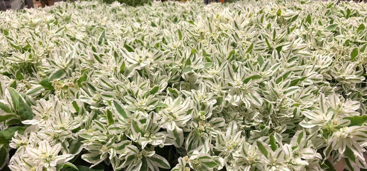Euphorbia Marginata Leave - Cut Flowers - on Thursd for Peter's weekly Menu