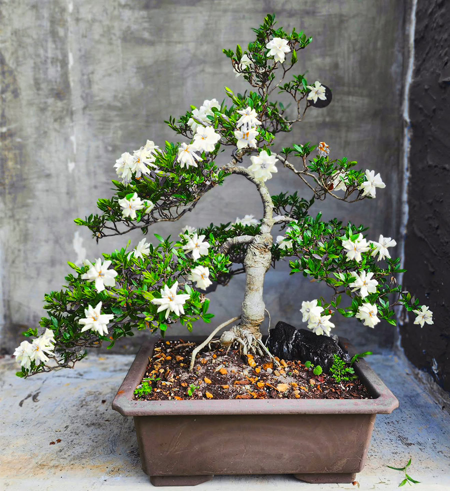 Gardenia jasminoides bonsai tree