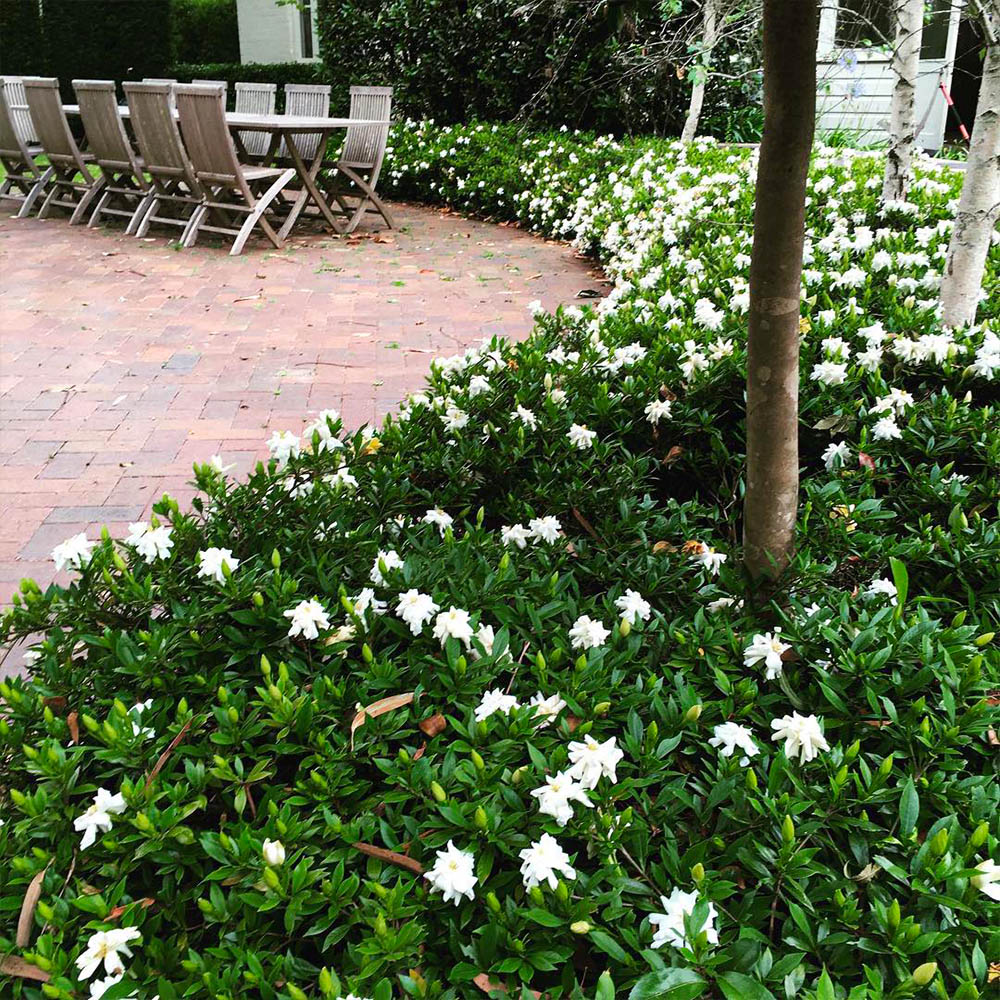 Gardenia radicans in a park