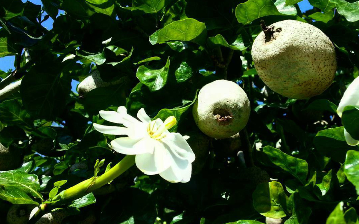 Gardenia thunbergia flower with fruits