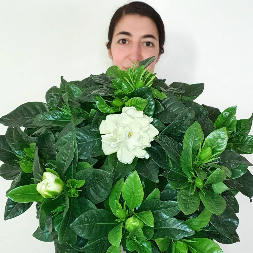 Woman holding big bunch of Gardenia grandiflora by leorchideedigessica