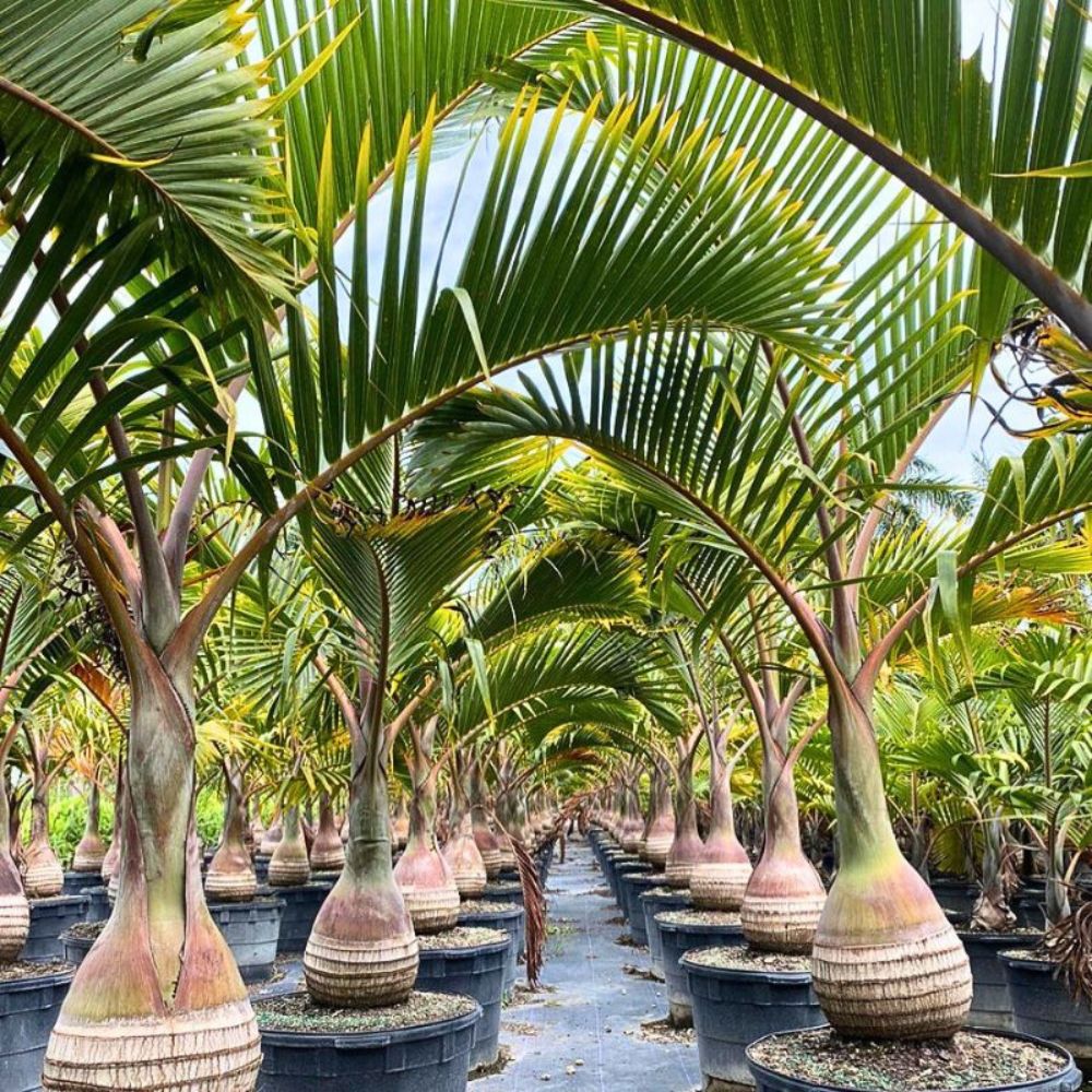 Palms with large, fan-like leaves arranged in rows in pots.