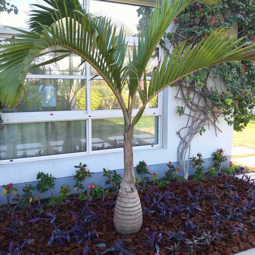 A palm tree with a unique trunk stands by a window, surrounded by plants.