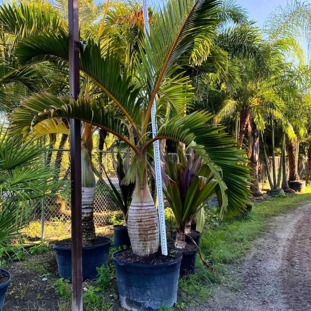 Tropical palms in large pots line the sunny path in a garden.