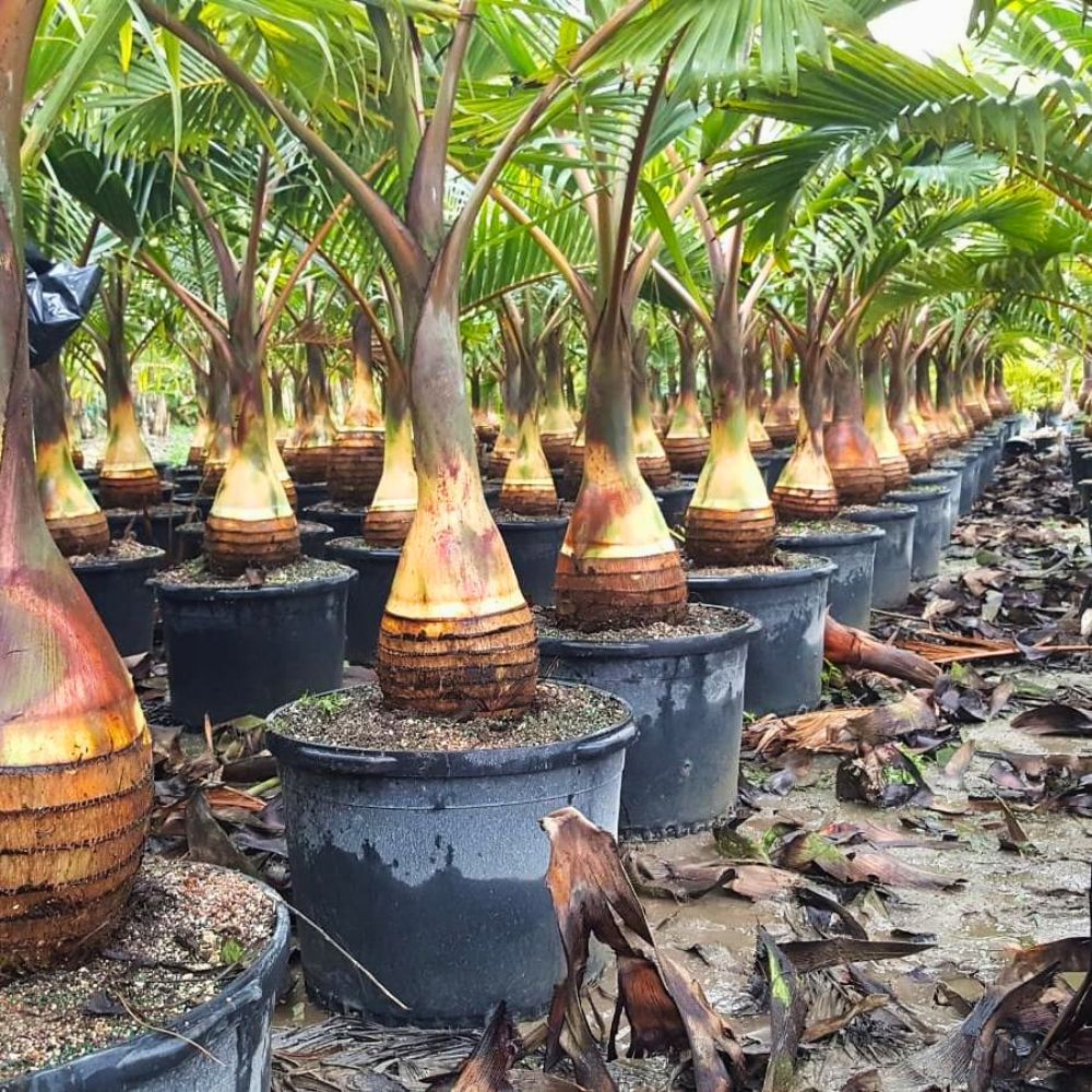 Rows of palm trees in pots with brown trunks and vibrant green leaves.