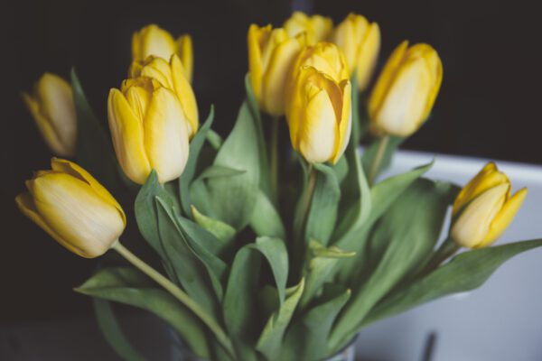 Yellow tulips - flower traditions - on thursd