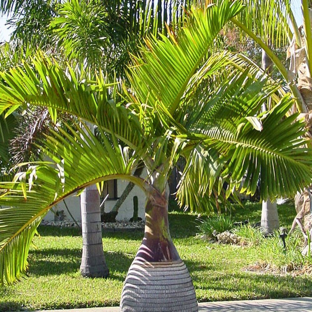 Tall palm tree with green fronds, set against lush greenery.