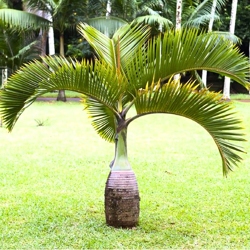 A unique palm tree with curved fronds in a lush green setting.