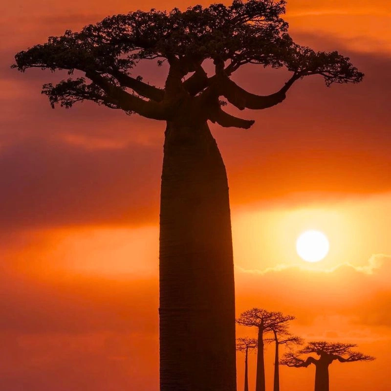 Baobab trees in the sunset