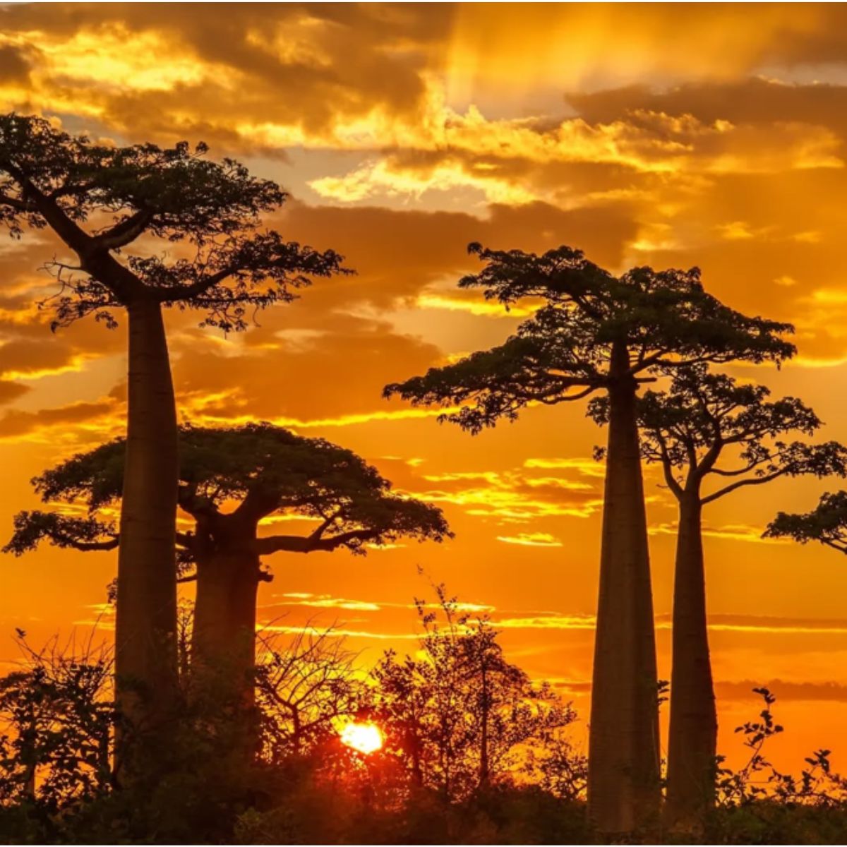 Incredible sunset among baobab trees