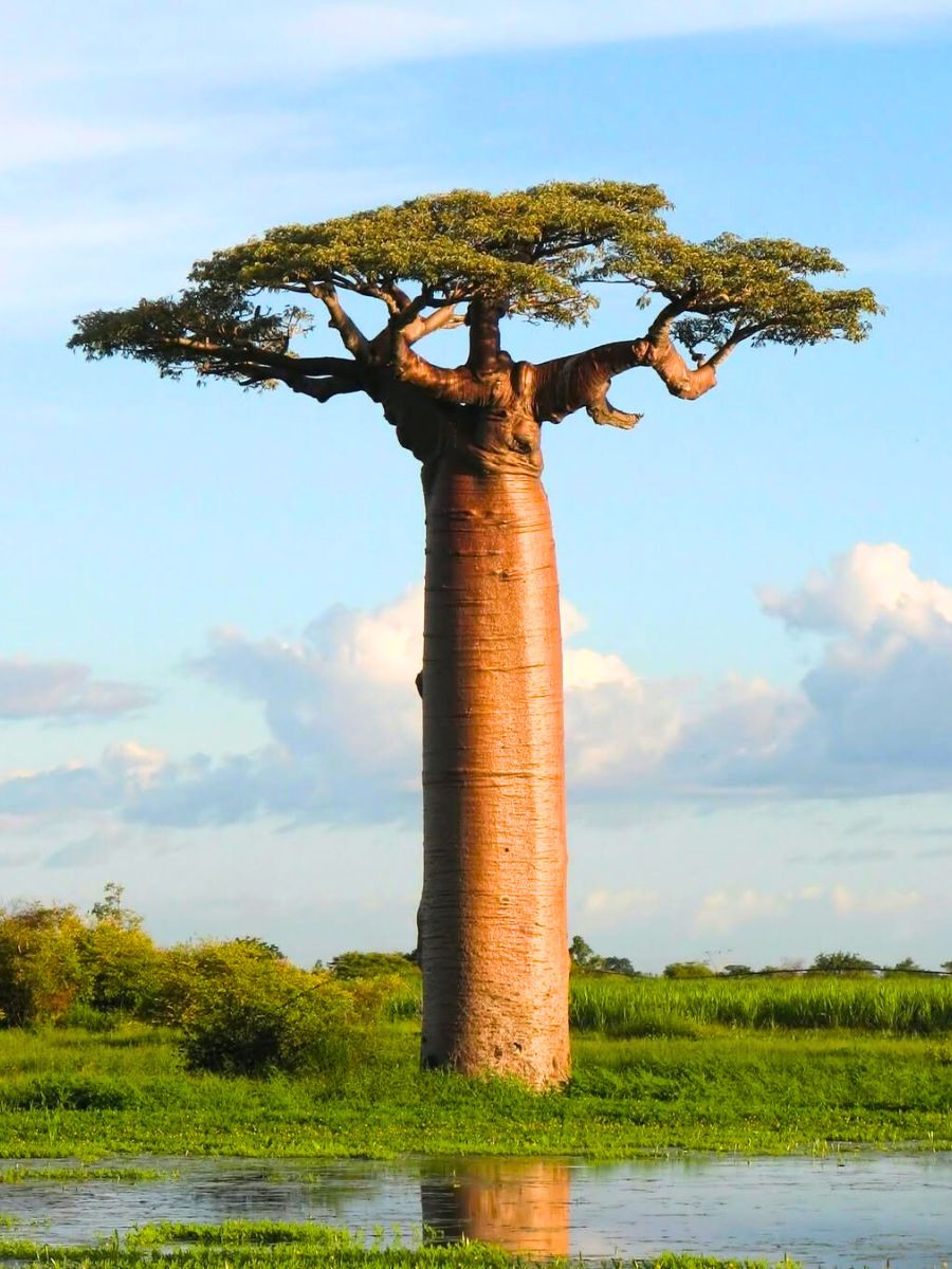 Huge Baobab tree in Africa