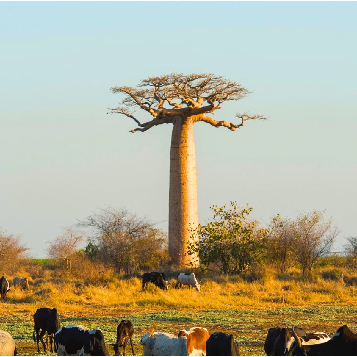 Animals in their natural habitat along baobab tree