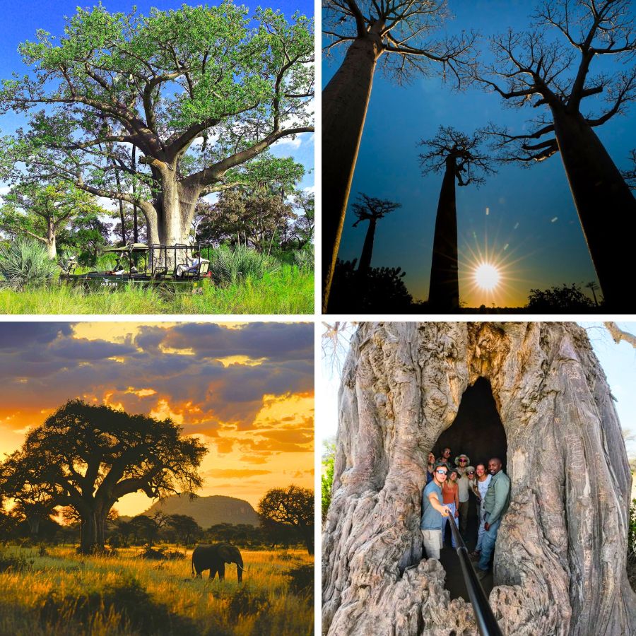 Different baobab trees in Africa