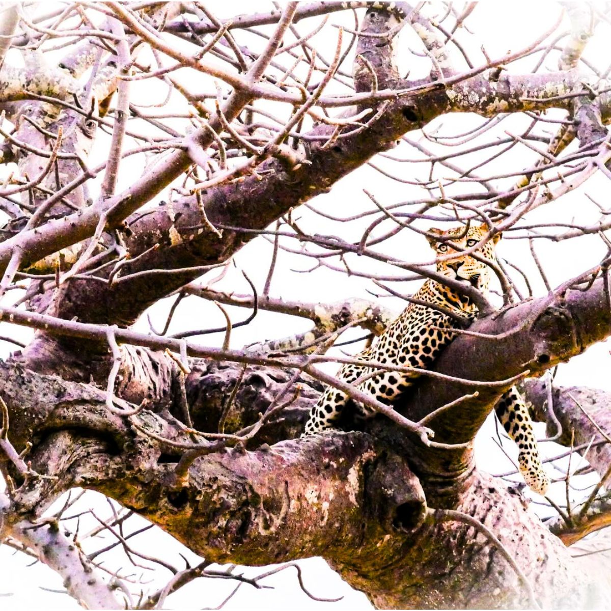 A jaguar in a baobab tree