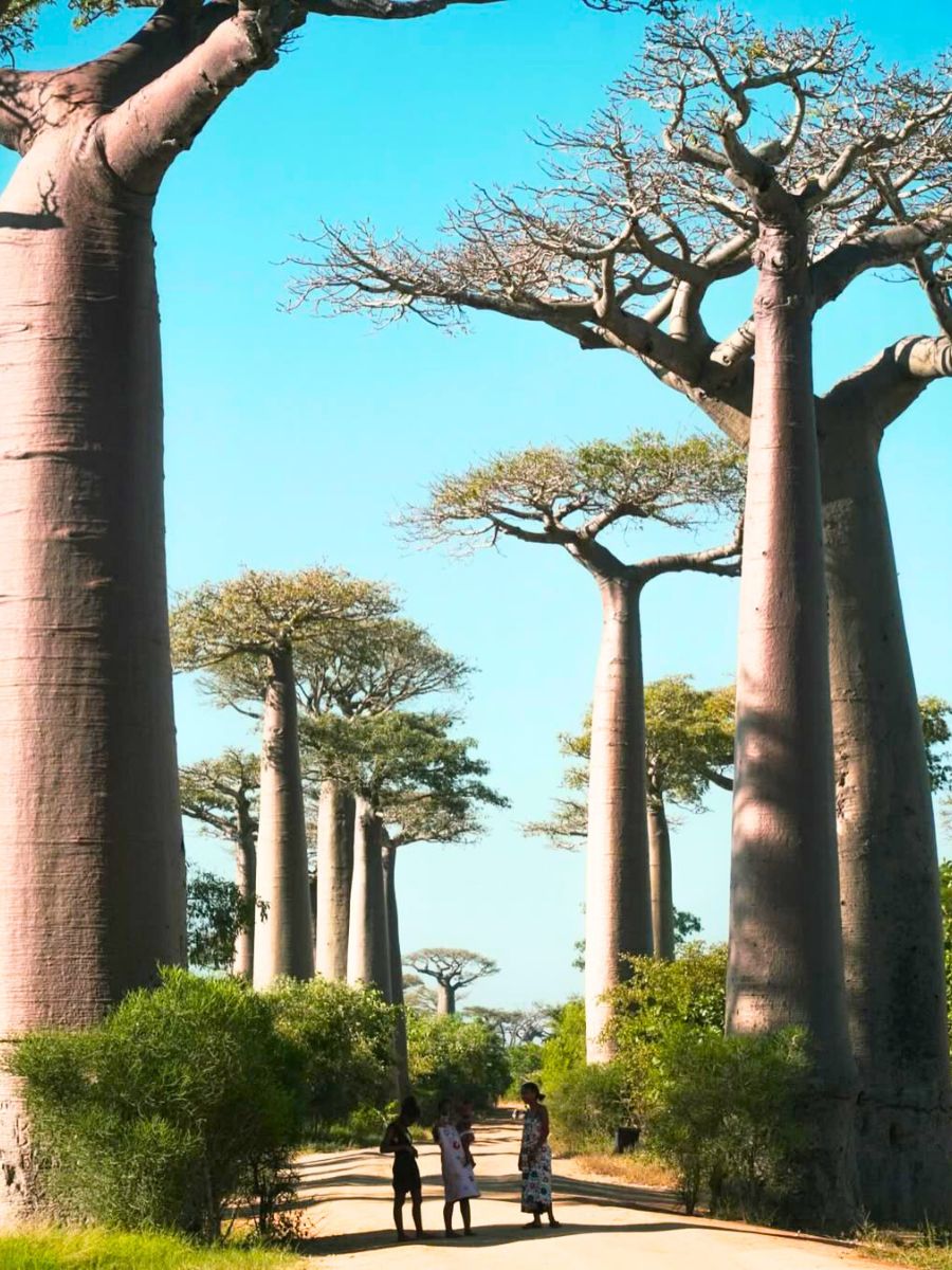 Passage filled with baobab trees