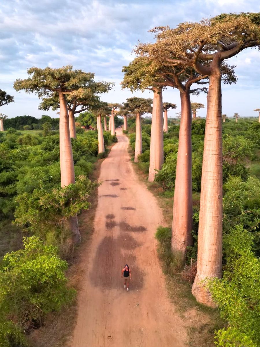 The avenue of baobabs