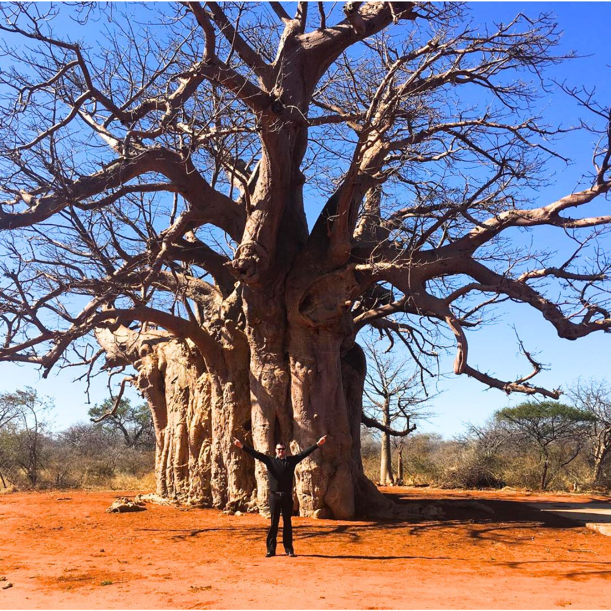 Sagole baobab tree in Limpopo