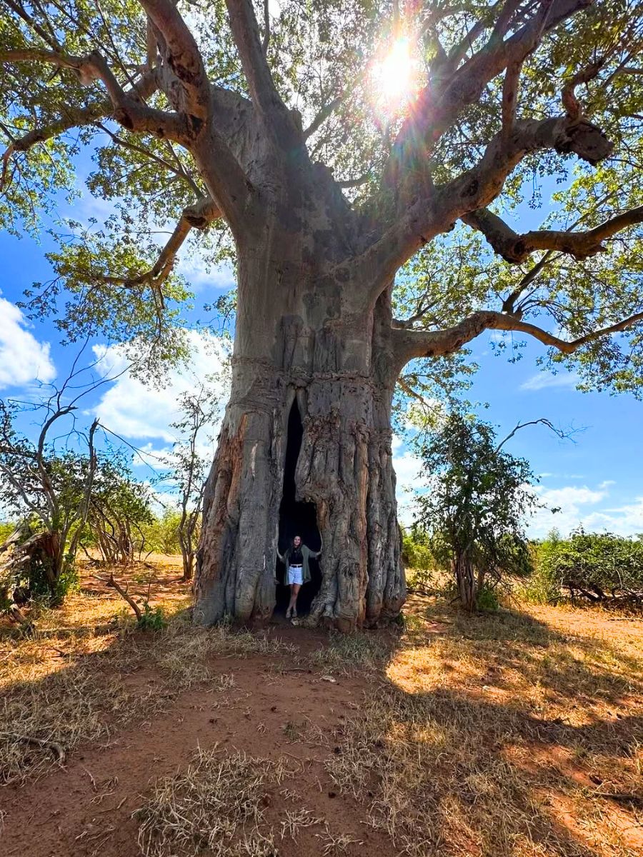 Baobab tree in Lower Zambezi National Park